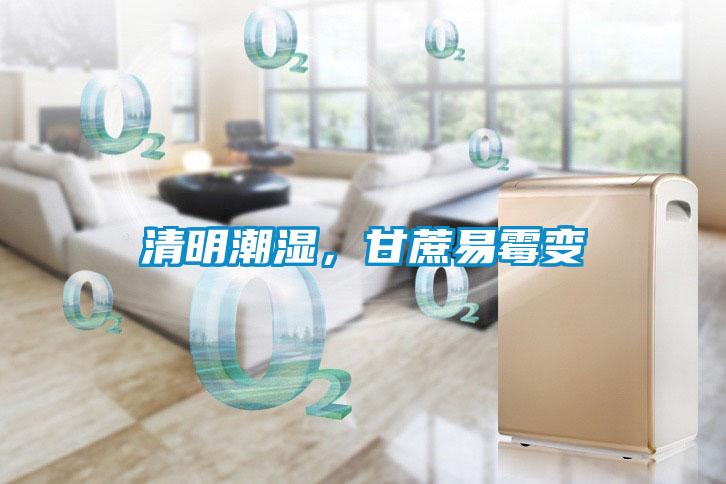 清明潮濕，甘蔗易霉變