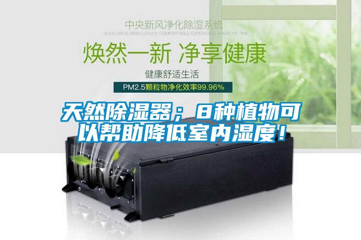 天然除濕器；8種植物可以幫助降低室內(nèi)濕度！