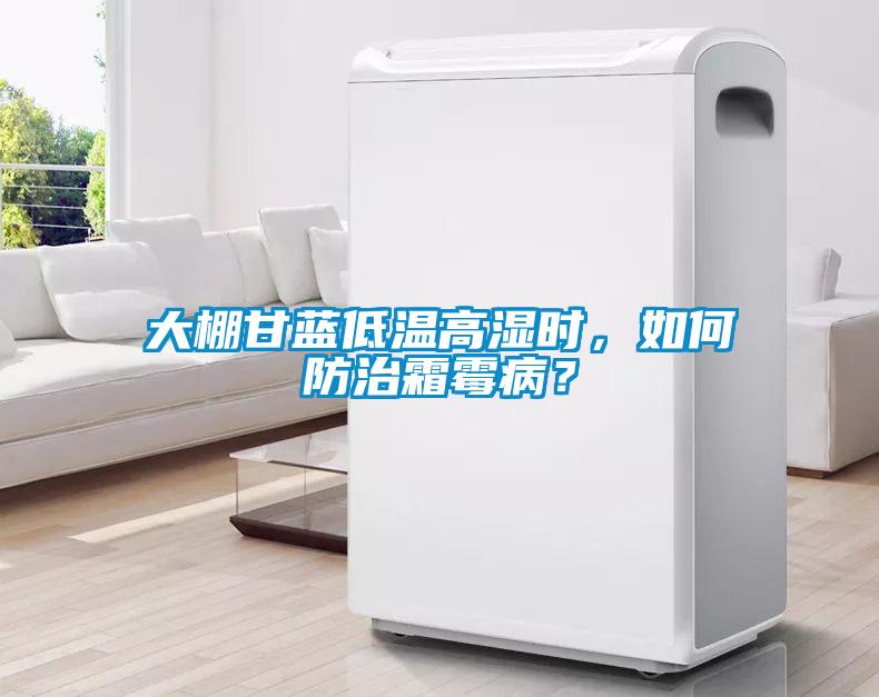 大棚甘藍低溫高濕時，如何防治霜霉病？