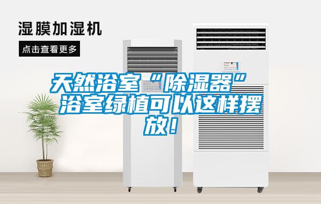 天然浴室“除濕器” 浴室綠植可以這樣擺放！