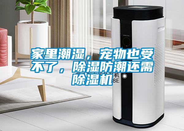 家里潮濕，寵物也受不了，除濕防潮還需除濕機(jī)