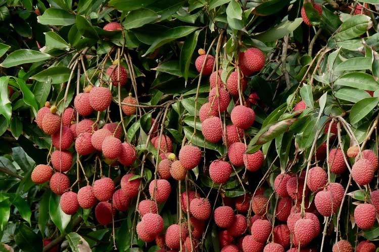 如何選擇荔枝烘干機(jī)改善荔枝干果？ 荔枝烘干機(jī)